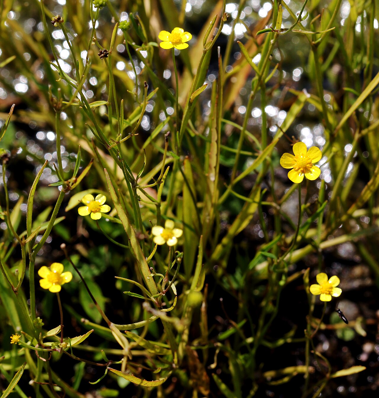 Wild buttercups