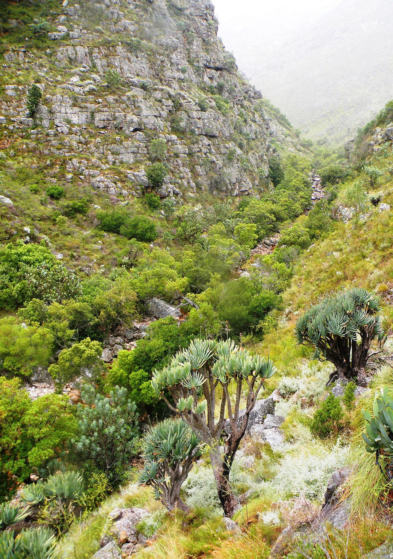 Mountain gorge vegetation