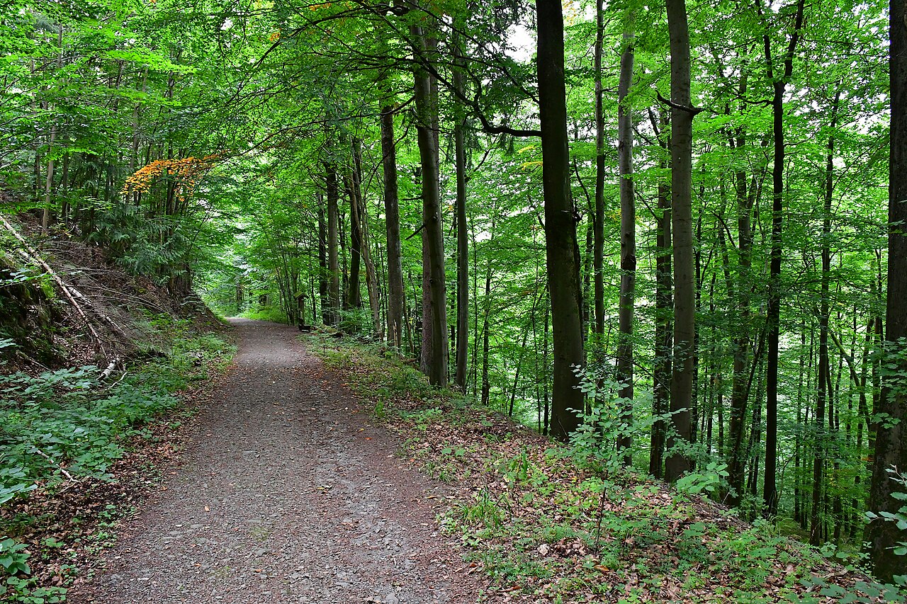 Forest hiking path