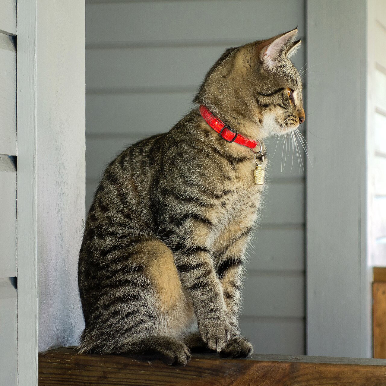 Tabby kitten on windowsill