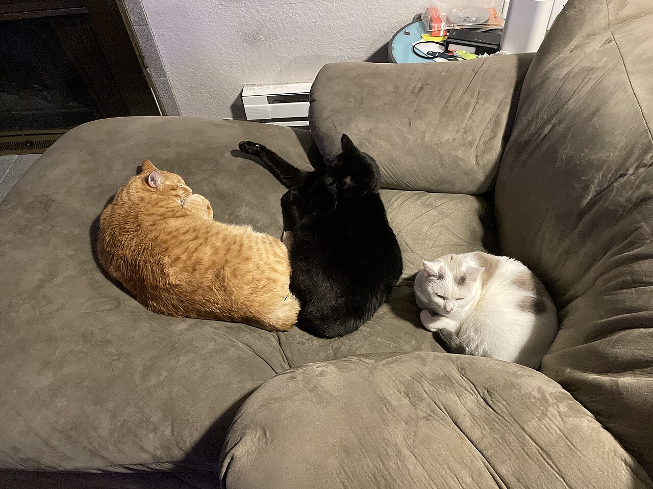 Three cats on a couch