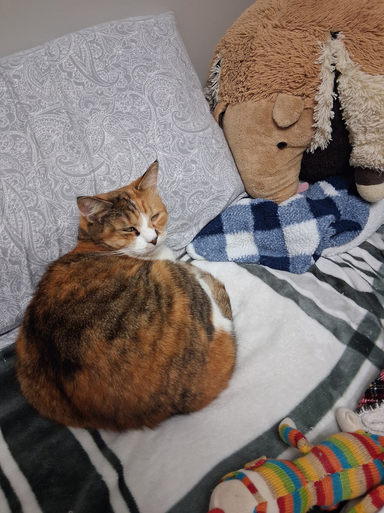Calico cat on bed