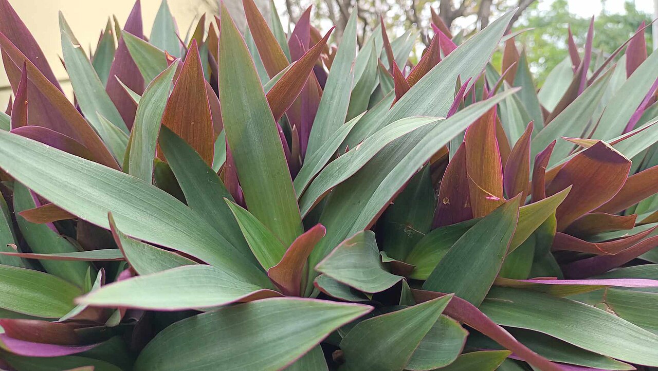 Oyster plant close-up