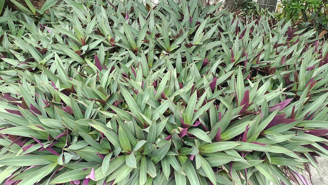 Oyster plant garden bed