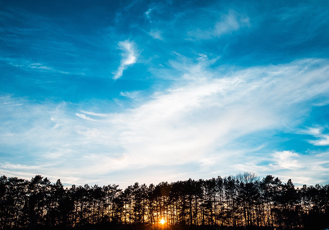 Blue sky through treetops